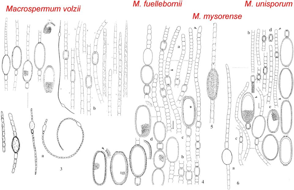 fuellebornii M.