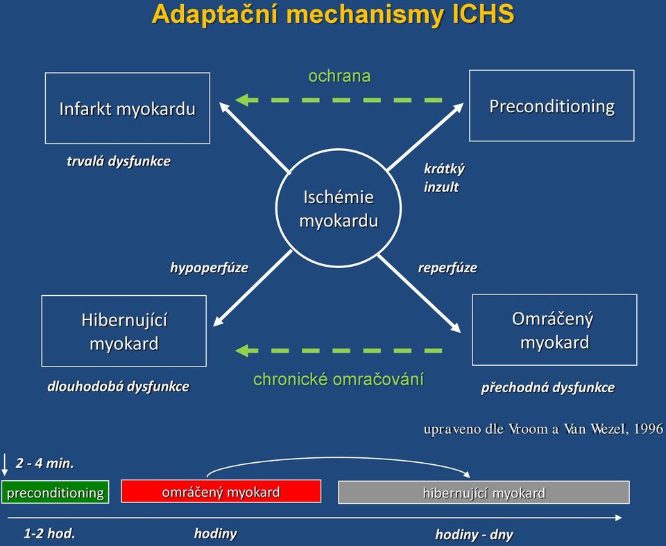 dysfunkce chronické omračování Omráčený myokard přechodná dysfunkce upraveno dle Vroom a