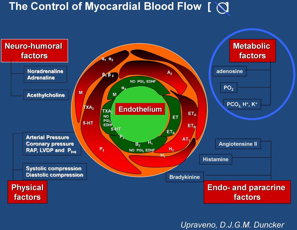 compression Diastolic compression Physical factors TXA 2 NO PGI 2 EDHF P 2 M 5-HT α 2 Endothelium P 2 B H 1 2 NO PGI 2 EDHF H 1