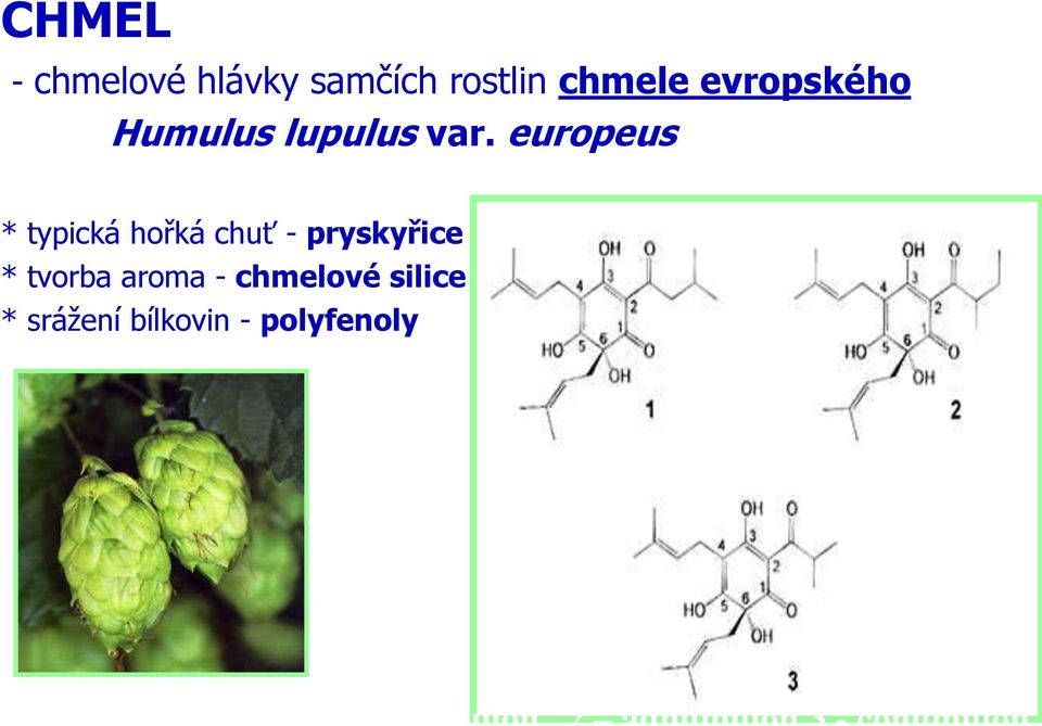 europeus * typická hořká chuť - pryskyřice * tvorba