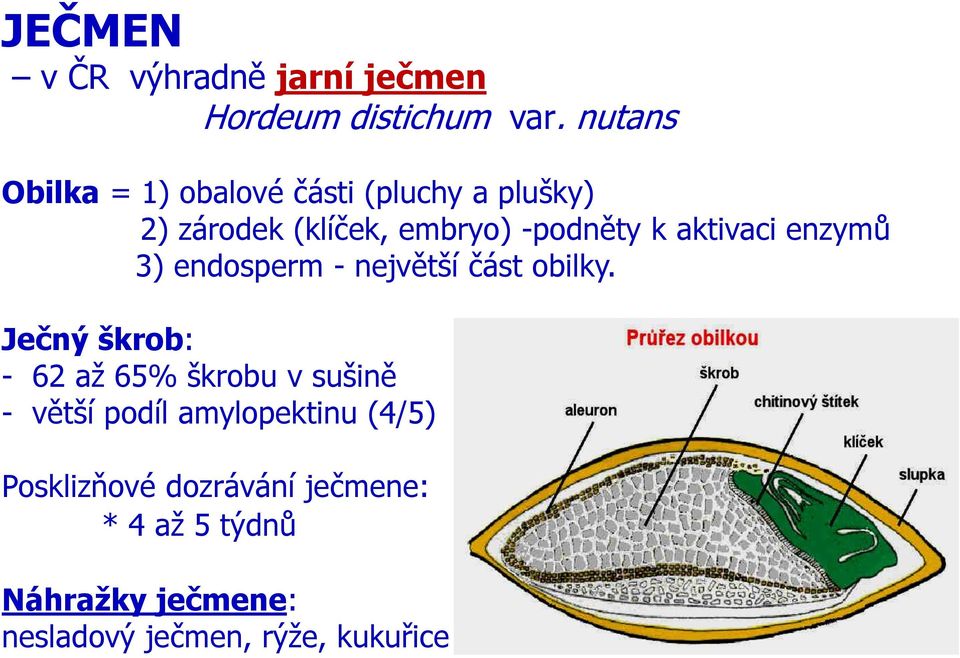 aktivaci enzymů 3) endosperm - největší část obilky.