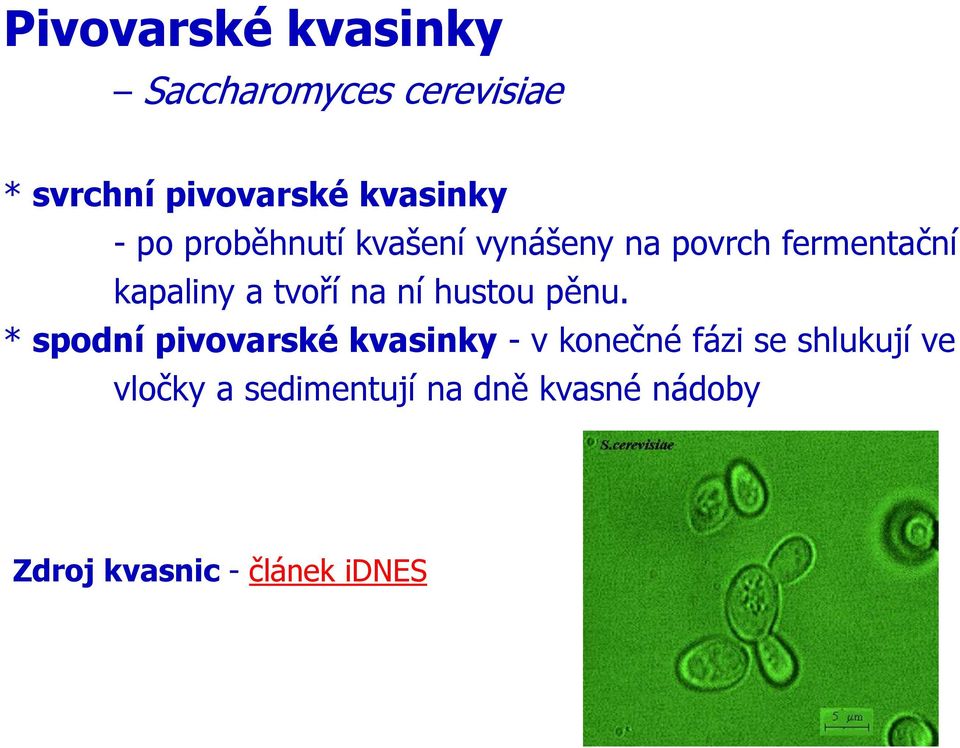 ní hustou pěnu.