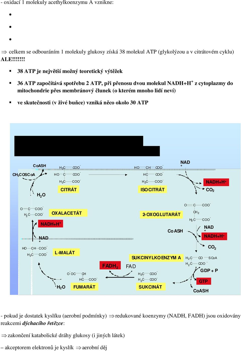 ve skutečnosti (v živé buňce) vzniká něco okolo 30 ATP Krebsův cyklus (s chéma) oash HO H NAD + H 3 OSoA HO H NADH+H + O ITRÁT ISOITRÁT O 2 O HO H NADH+H + NAD + OXALAETÁT L-MALÁT O O - O H H FUMARÁT