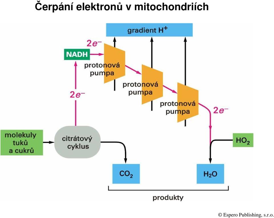 mitochondriích
