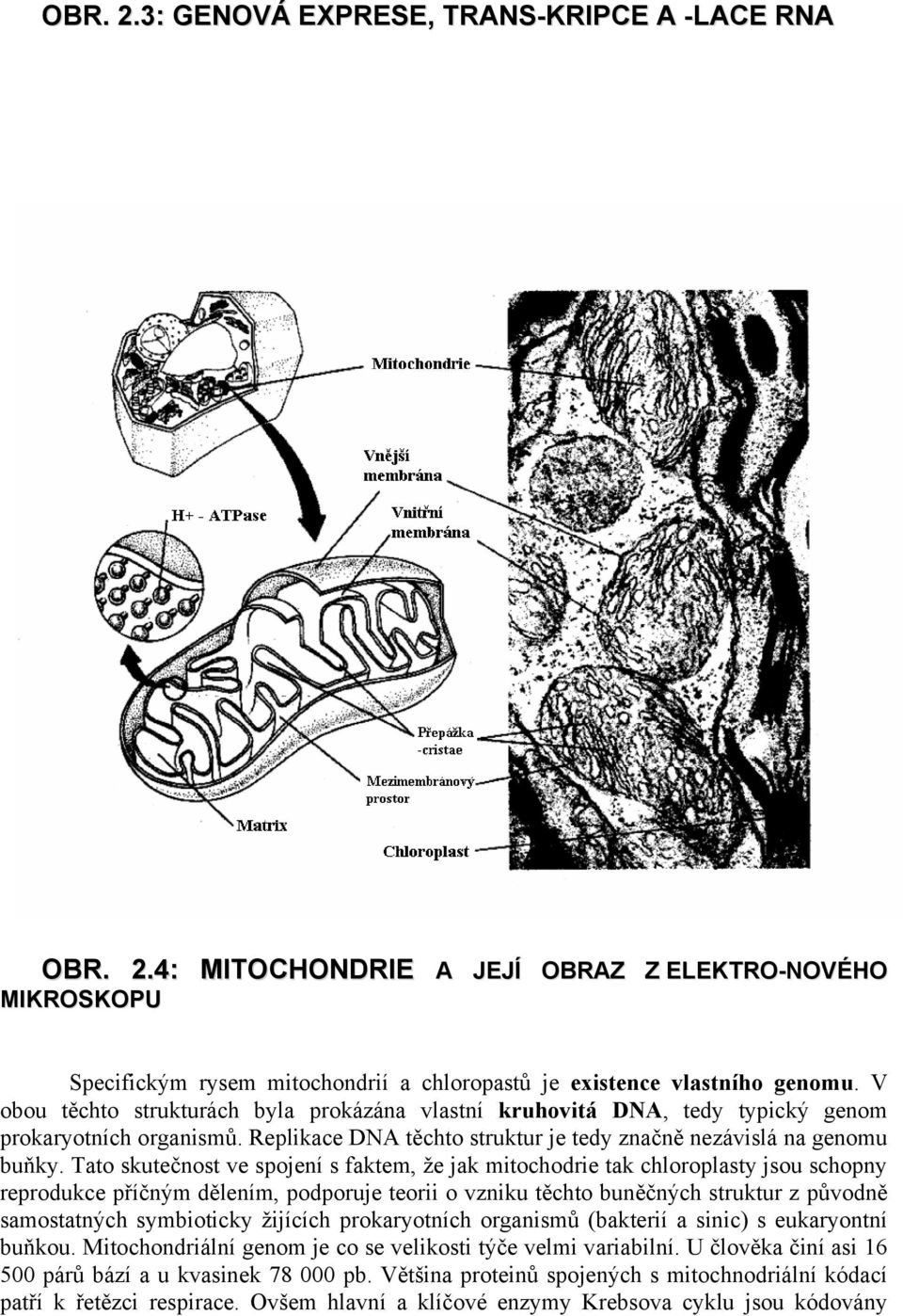 Tato skutečnost ve spojení s faktem, že jak mitochodrie tak chloroplasty jsou schopny reprodukce příčným dělením, podporuje teorii o vzniku těchto buněčných struktur z původně samostatných