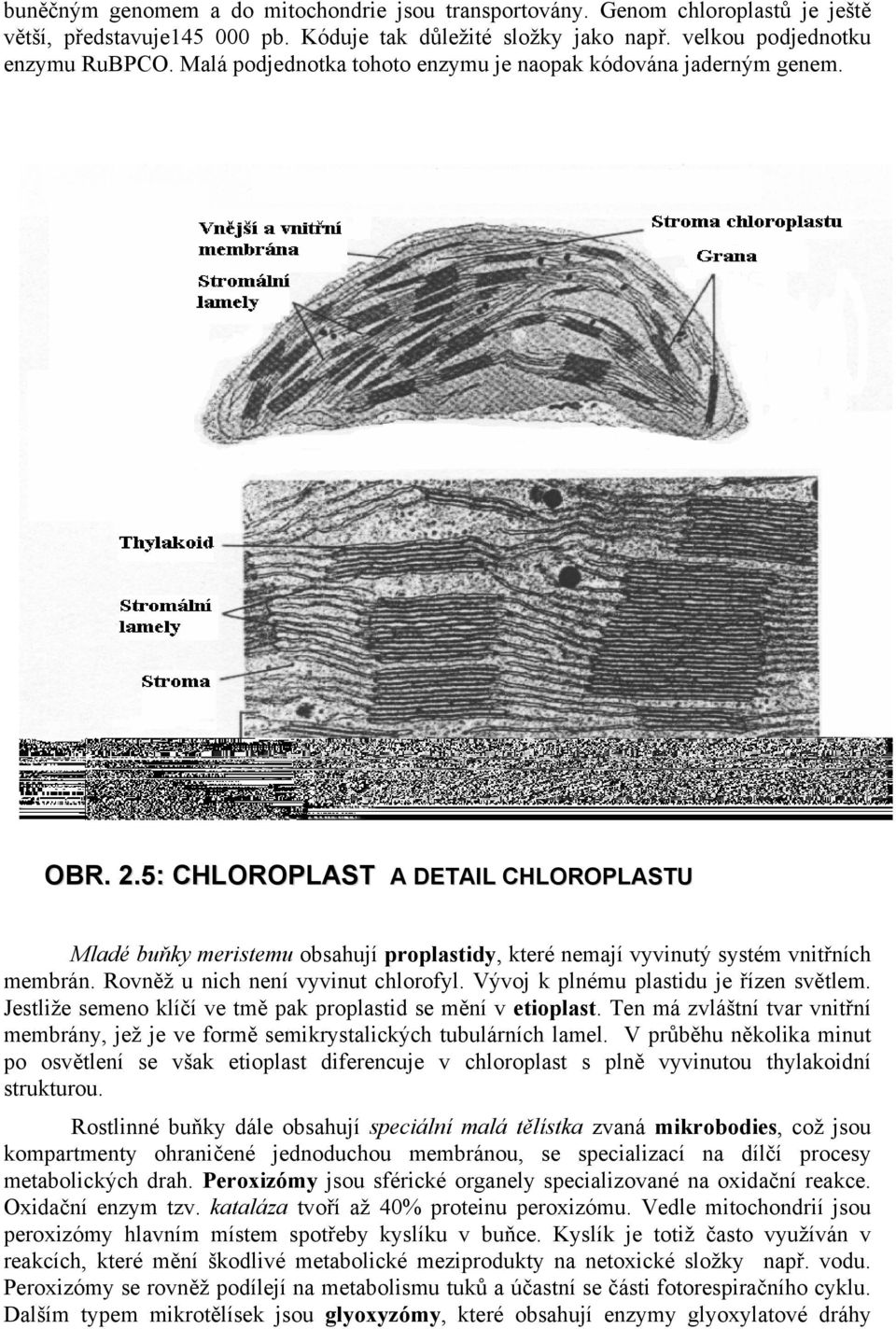 5: CHLOROPLAST A DETAIL CHLOROPLASTU Mladé buňky meristemu obsahují proplastidy, které nemají vyvinutý systém vnitřních membrán. Rovněž u nich není vyvinut chlorofyl.