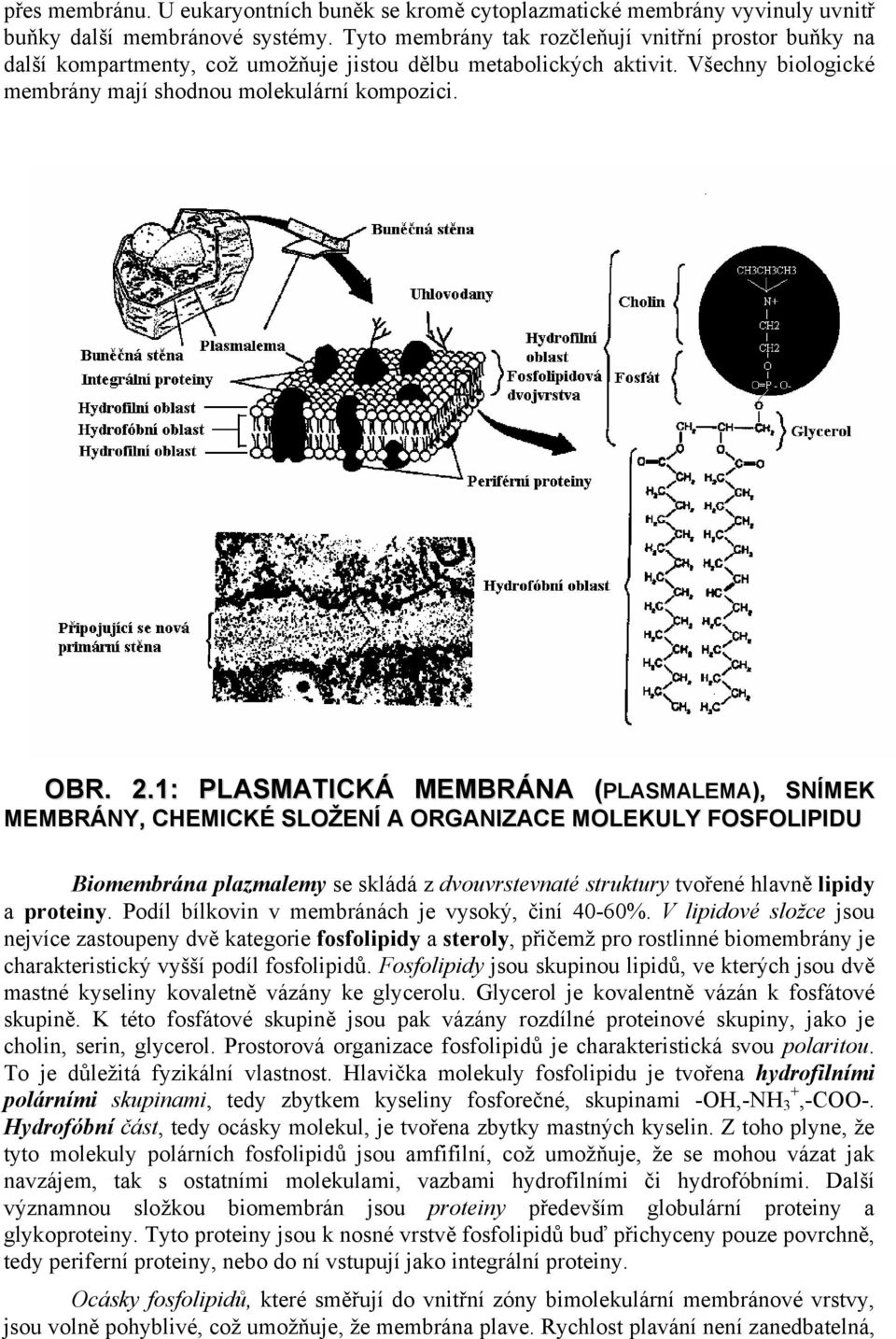 1: PLASMATICKÁ MEMBRÁNA (PLASMALEMA), SNÍMEK MEMBRÁNY, CHEMICKÉ SLOŽENÍ A ORGANIZACE MOLEKULY FOSFOLIPIDU Biomembrána plazmalemy se skládá z dvouvrstevnaté struktury tvořené hlavně lipidy a proteiny.