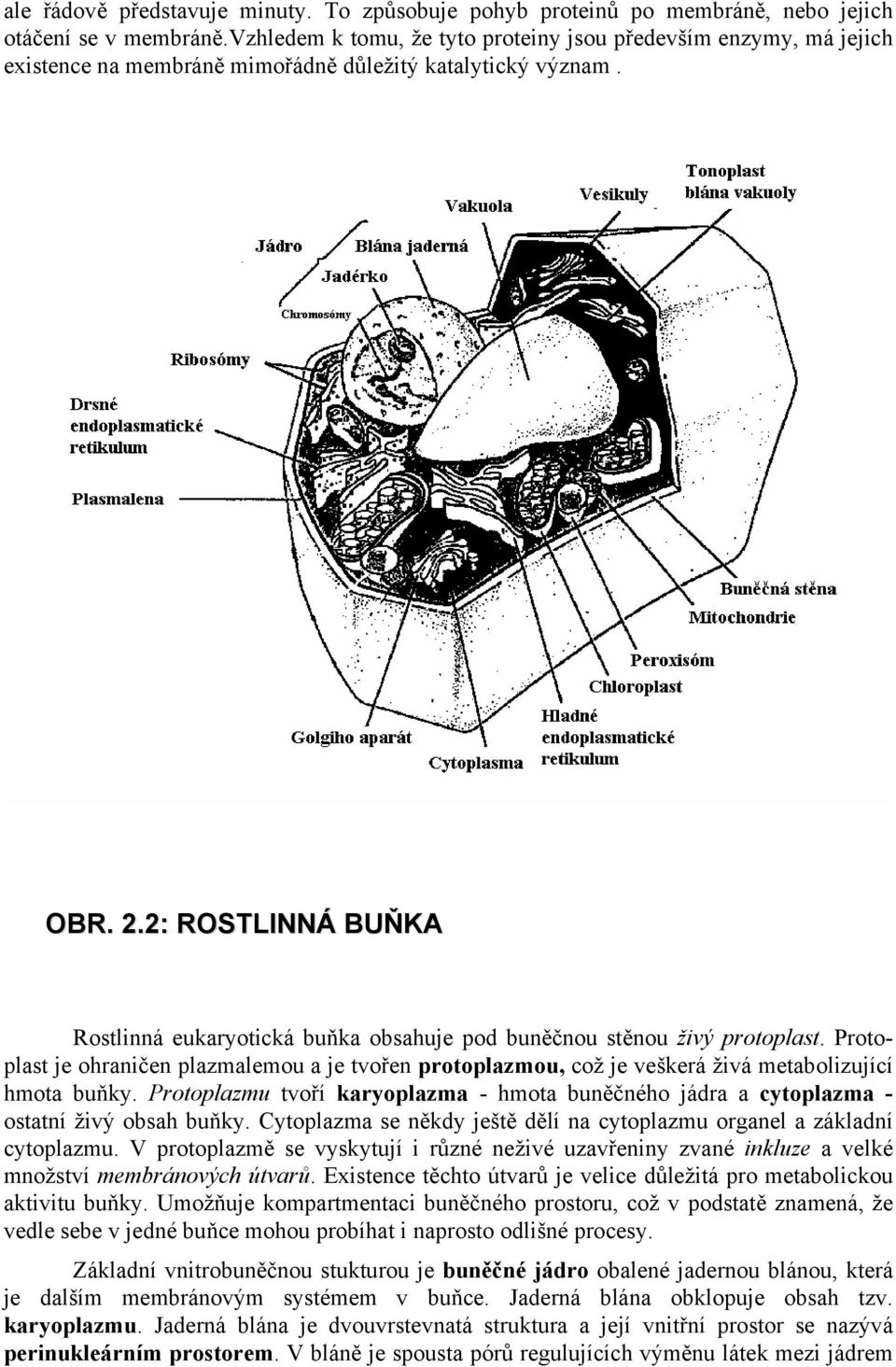 2: ROSTLINNÁ BUŇKA Rostlinná eukaryotická buňka obsahuje pod buněčnou stěnou živý protoplast.