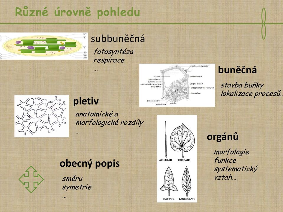popis směru symetrie buněčná stavba buňky
