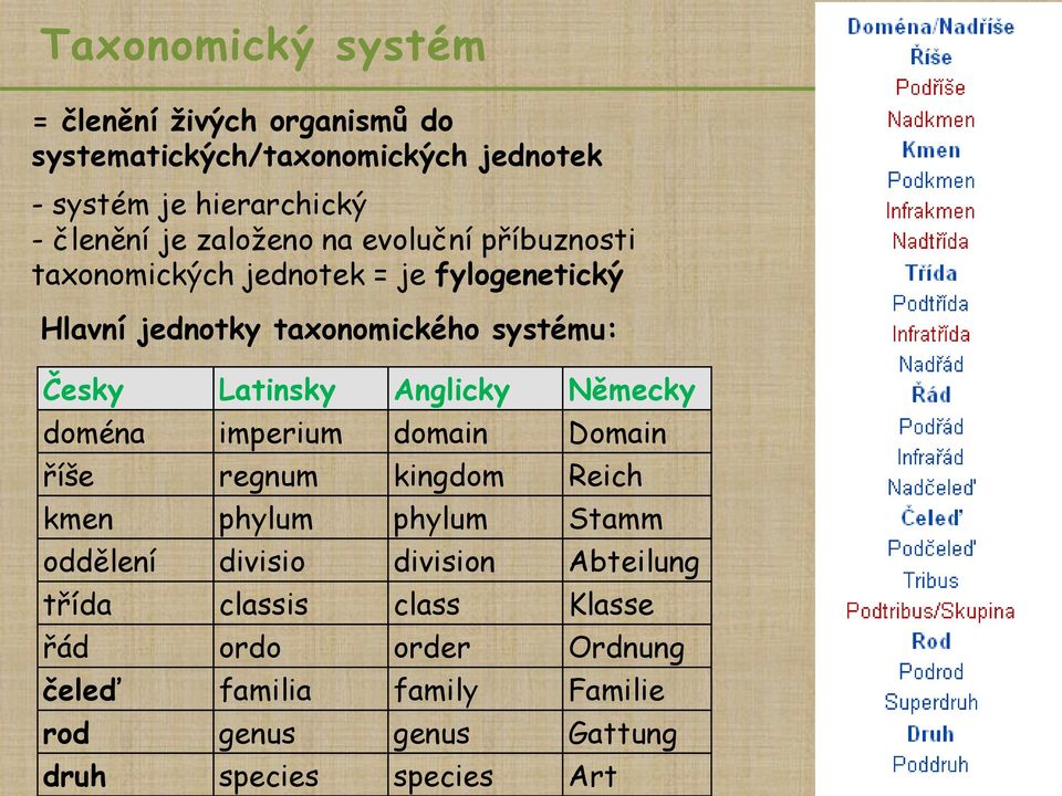 Anglicky Německy doména imperium domain Domain říše regnum kingdom Reich kmen phylum phylum Stamm oddělení divisio division