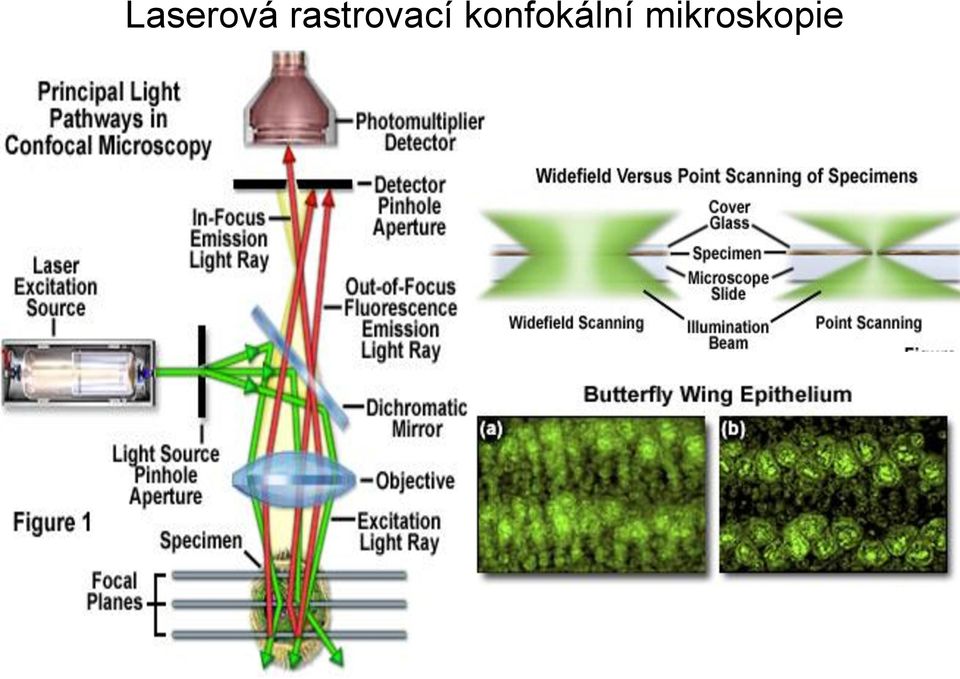 konfokální