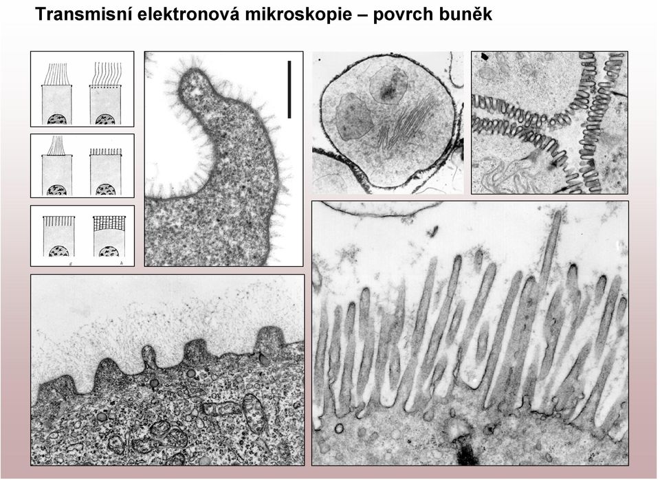 mikroskopie