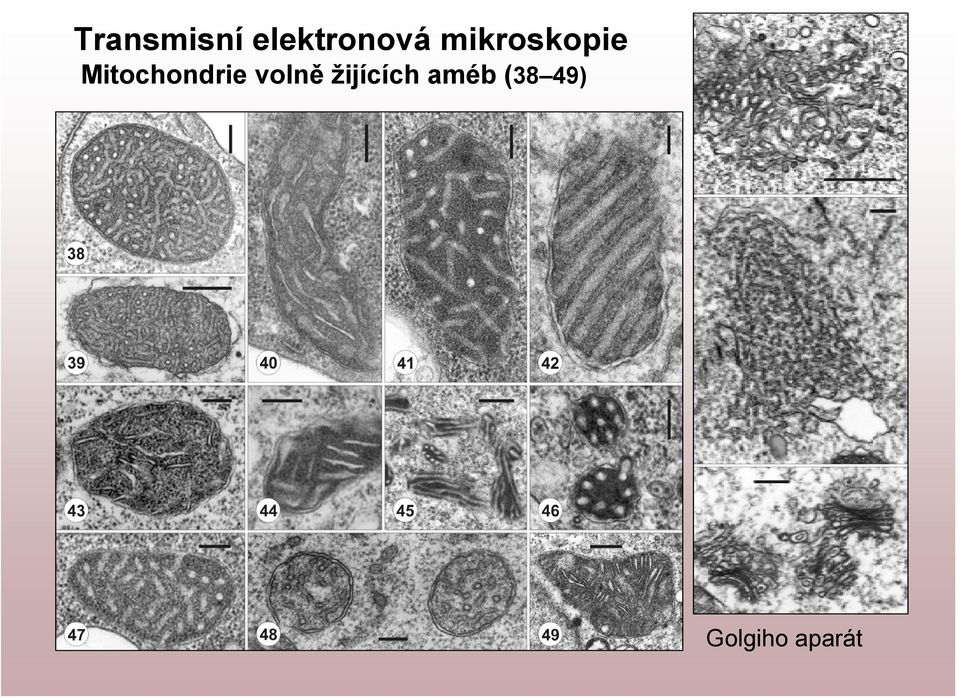 Mitochondrie volně