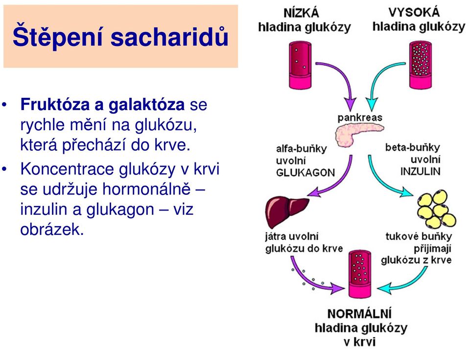 krve. Koncentrace glukózy v krvi se