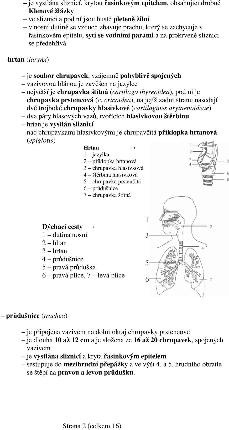 vodními parami a na prokrvené sliznici se předehřívá hrtan (larynx) je soubor chrupavek, vzájemně pohyblivě spojených vazivovou blánou je zavěšen na jazylce největší je chrupavka štítná (cartilago