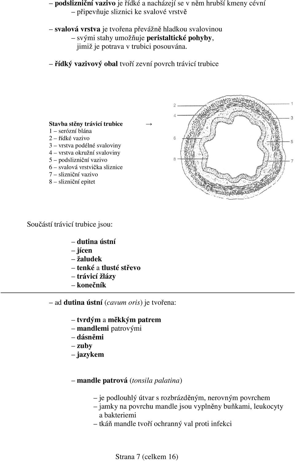 řídký vazivový obal tvoří zevní povrch trávicí trubice Stavba stěny trávicí trubice 1 serózní blána 2 řídké vazivo 3 vrstva podélné svaloviny 4 vrstva okružní svaloviny 5 podslizniční vazivo 6