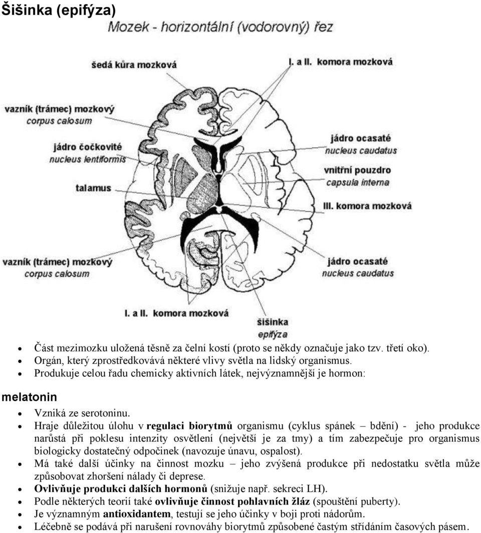 Hraje důležitou úlohu v regulaci biorytmů organismu (cyklus spánek bdění) - jeho produkce narůstá při poklesu intenzity osvětlení (největší je za tmy) a tím zabezpečuje pro organismus biologicky