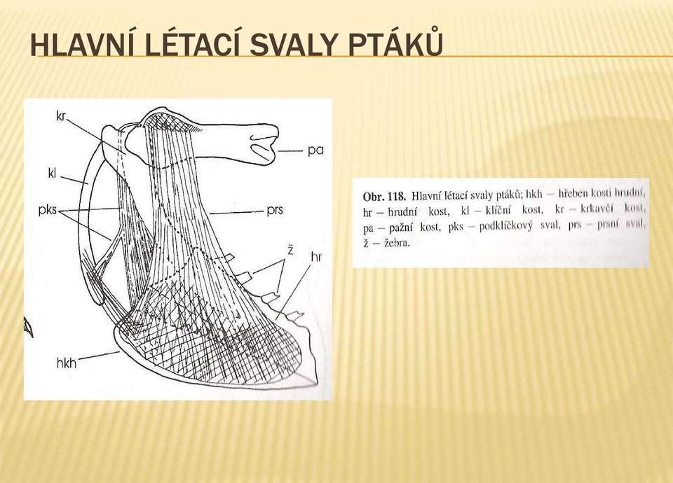 SVALY