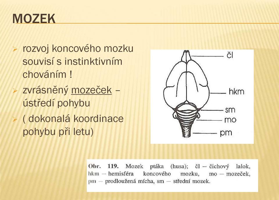 zvrásněný mozeček ústředí pohybu