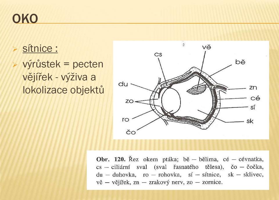 vějířek - výživa