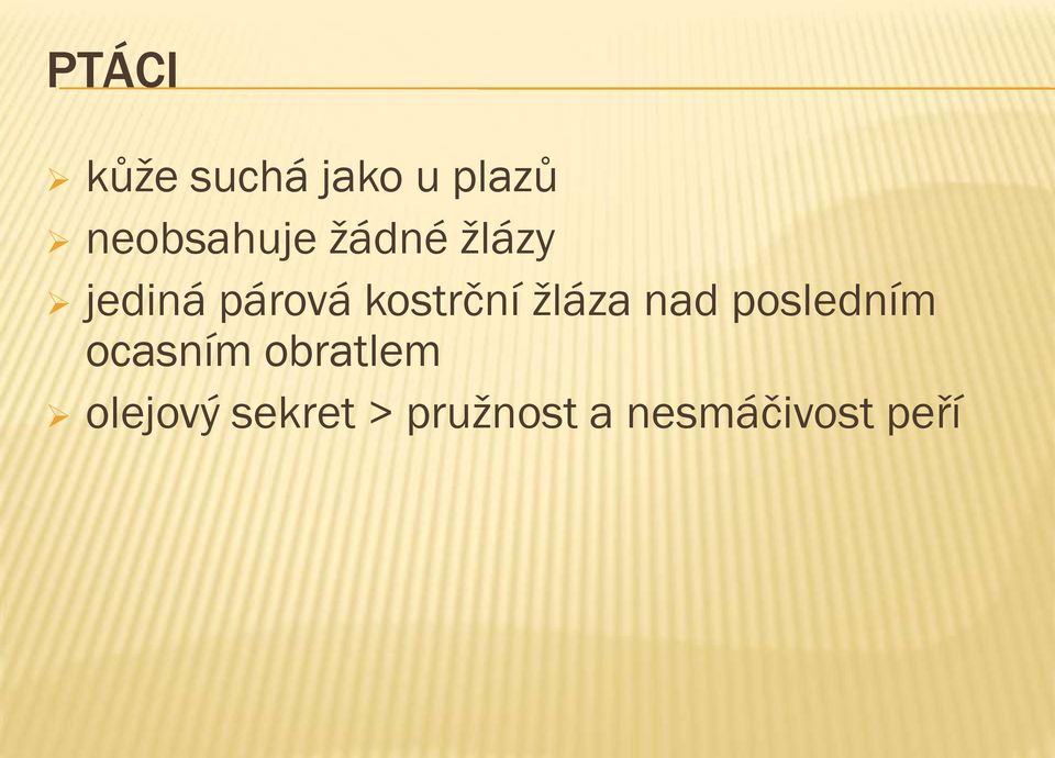 kostrční žláza nad posledním ocasním