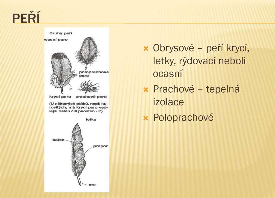 neboli ocasní Prachové