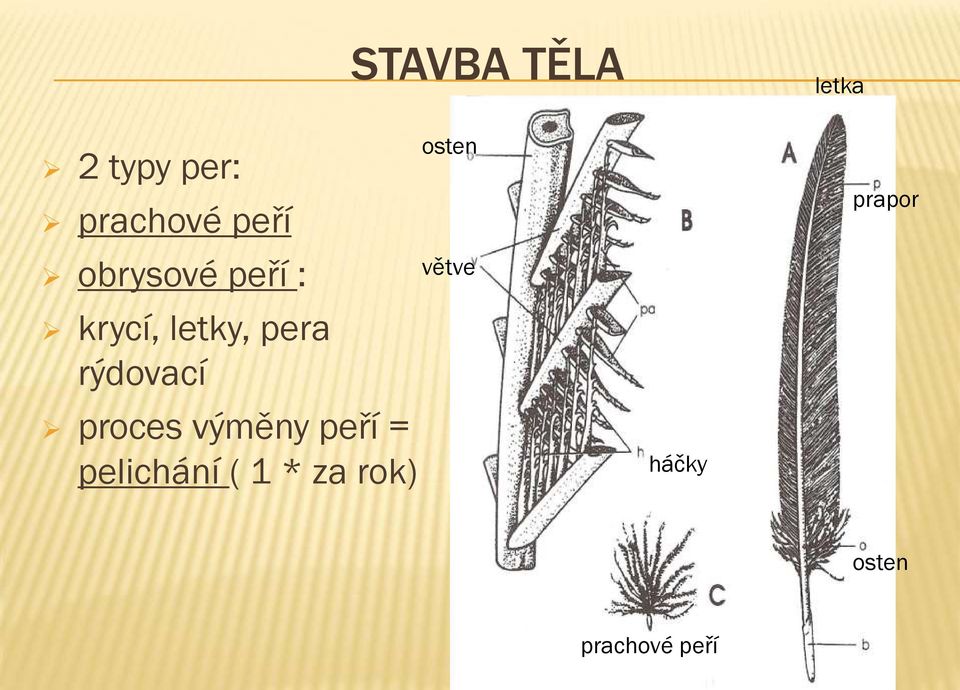 peří = pelichání ( 1 * za rok) STAVBA TĚLA