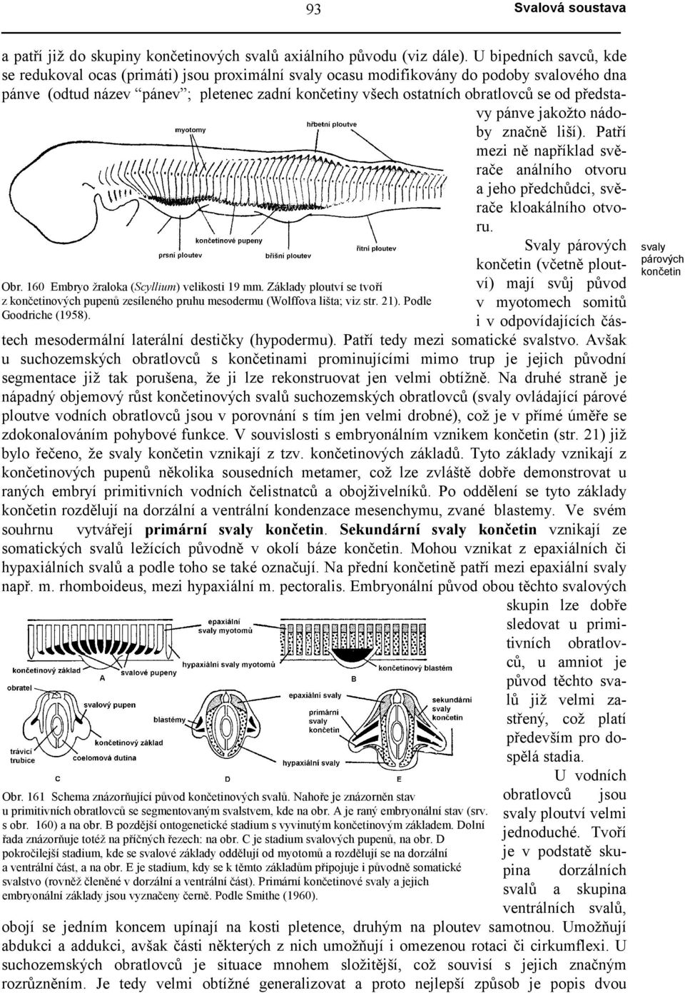 U bipedních savců, kde se redukoval ocas (primáti) jsou proximální ocasu modifikovány do podoby svalového dna pánve (odtud název pánev ; pletenec zadní končetiny všech ostatních obratlovců se od