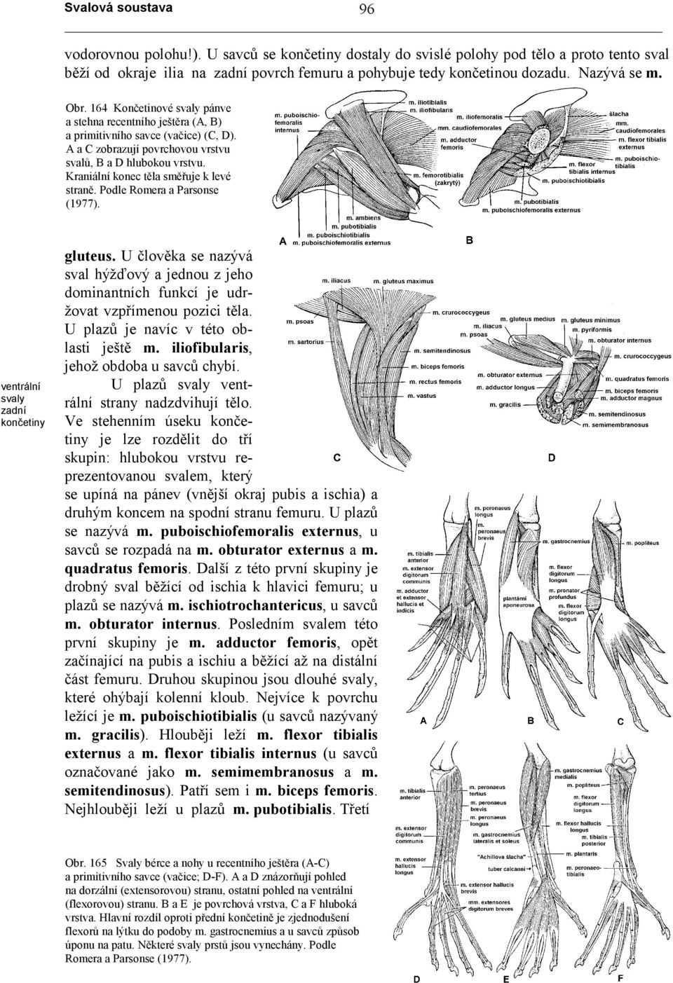 Kraniální konec těla směřuje k levé straně. Podle Romera a Parsonse (1977). ventrální zadní končetiny gluteus.
