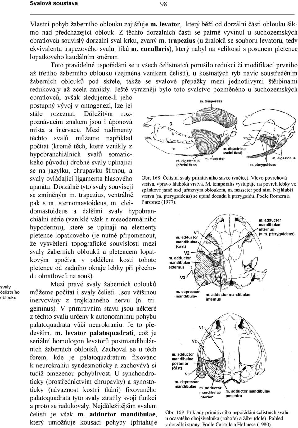 cucullaris), který nabyl na velikosti s posunem pletence lopatkového kaudálním směrem.