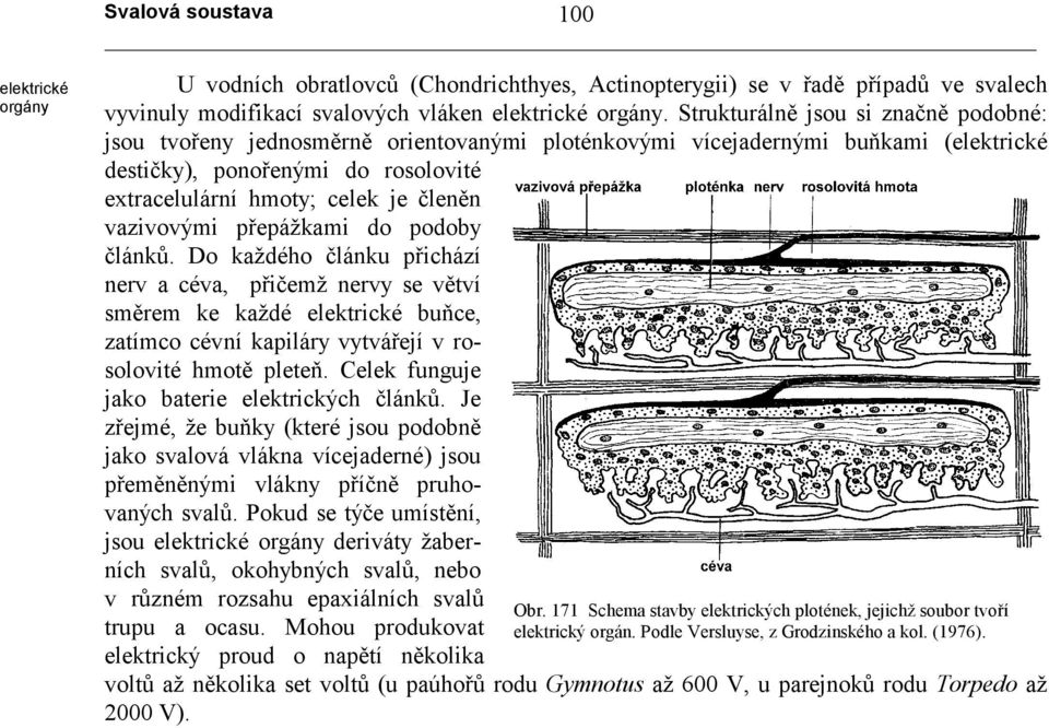 vazivovými přepážkami do podoby článků. Do každého článku přichází nerv a céva, přičemž nervy se větví směrem ke každé elektrické buňce, zatímco cévní kapiláry vytvářejí v rosolovité hmotě pleteň.