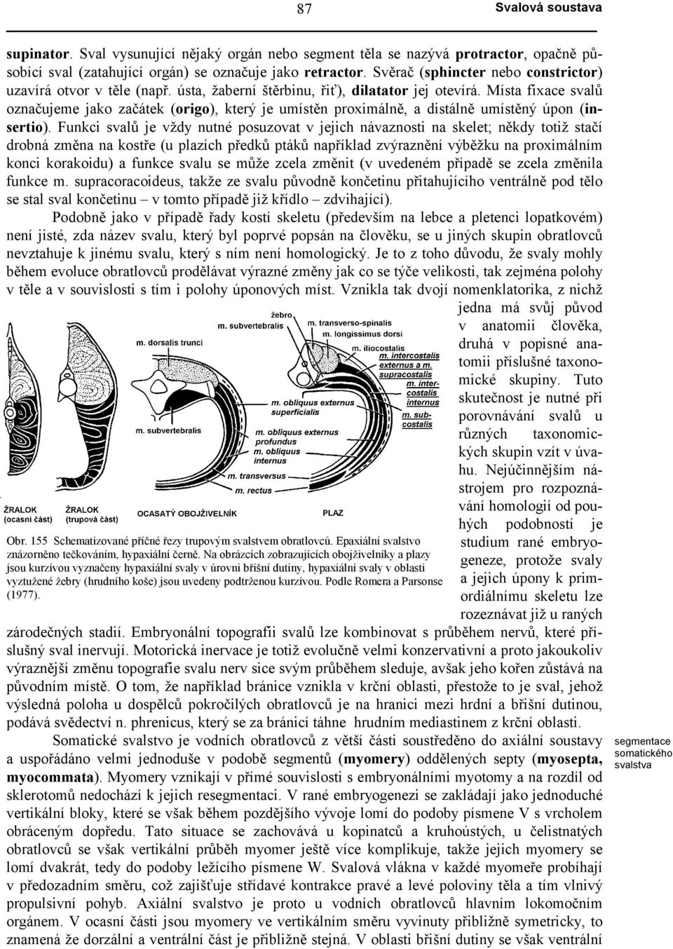 Místa fixace svalů označujeme jako začátek (origo), který je umístěn proximálně, a distálně umístěný úpon (insertio).