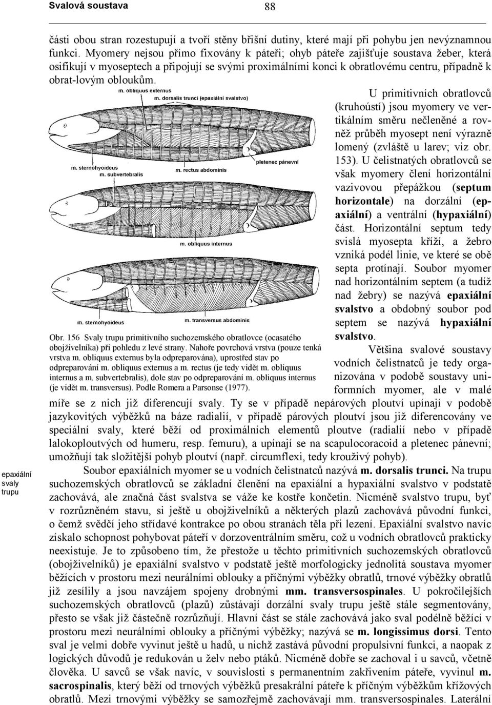 obloukům. U primitivních obratlovců (kruhoústí) jsou myomery ve vertikálním směru nečleněné a rovněž průběh myosept není výrazně lomený (zvláště u larev; viz obr. 153).