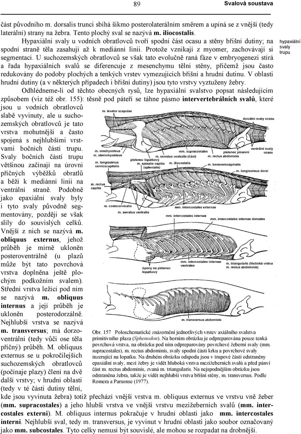 U suchozemských obratlovců se však tato evolučně raná fáze v embryogenezi stírá a řada hypaxiálních svalů se diferencuje z mesenchymu tělní stěny, přičemž jsou často redukovány do podoby plochých a