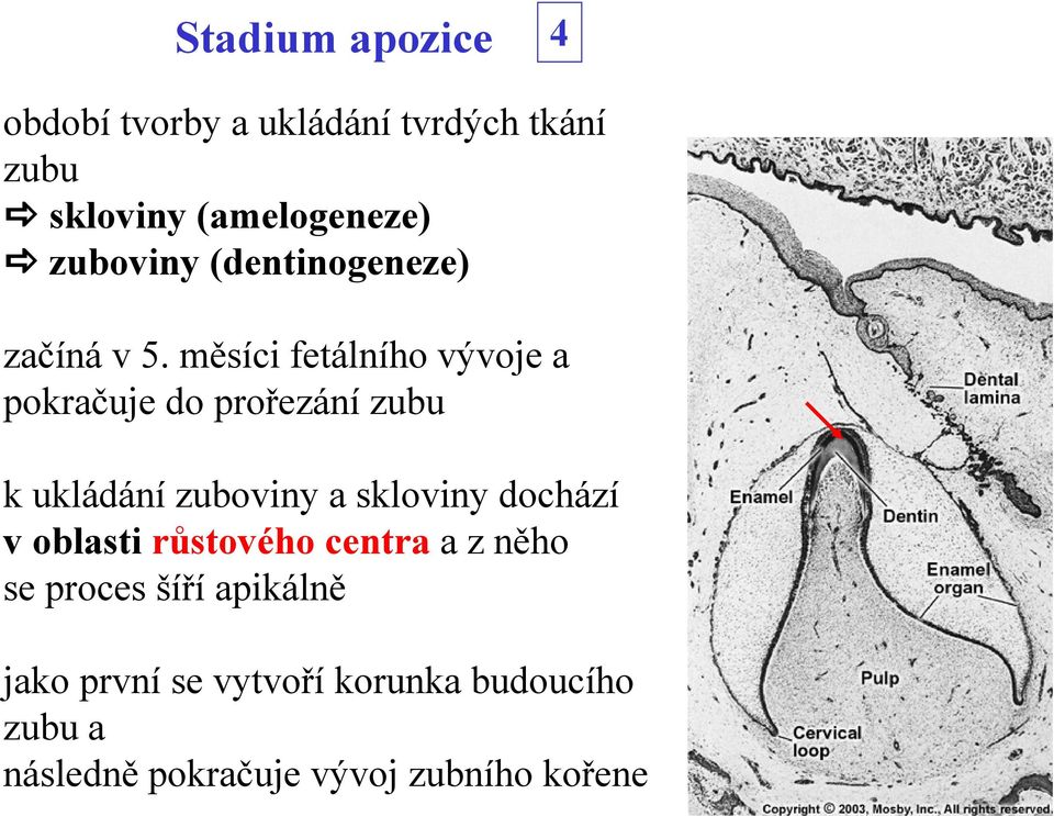 měsíci fetálního vývoje a pokračuje do prořezání zubu k ukládání zuboviny a skloviny