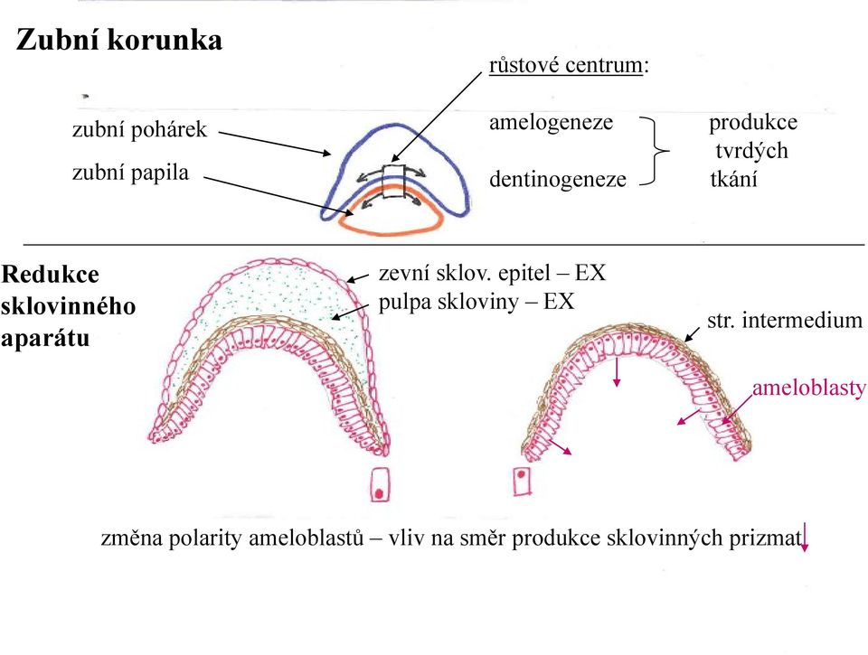 aparátu zevní sklov. epitel EX pulpa skloviny EX str.