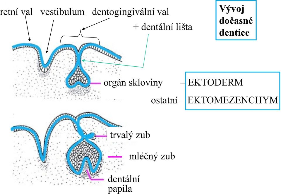 orgán skloviny EKTODERM ostatní