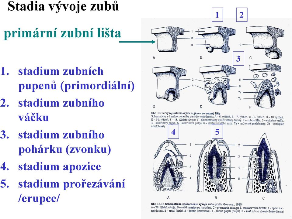 stadium zubního váčku 3.