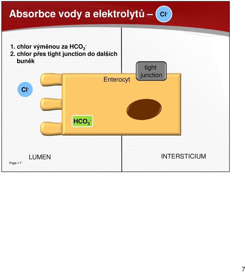 chlor přes tight junction do dalších buněk