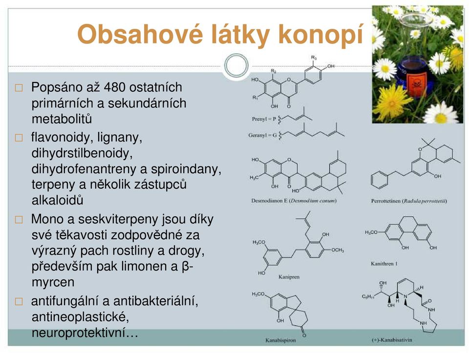 alkaloidů Mono a seskviterpeny jsou díky své těkavosti zodpovědné za výrazný pach rostliny a