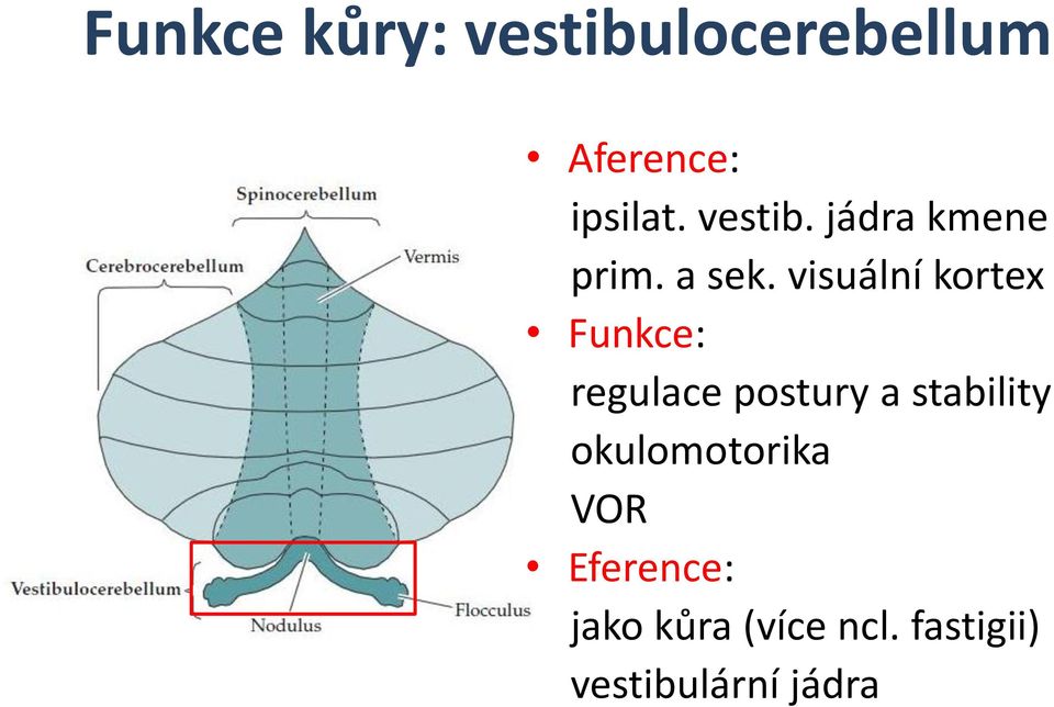 visuální kortex Funkce: regulace postury a stability