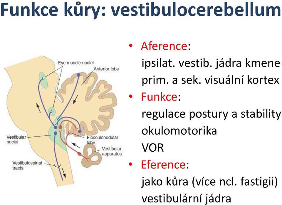 visuální kortex Funkce: regulace postury a stability