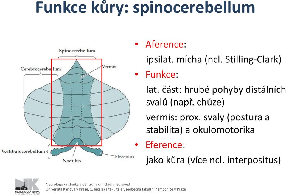 svaly (postura a stabilita) a okulomotorika Eference: jako kůra (více ncl.