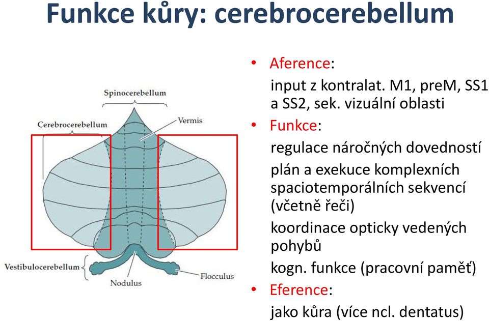 vizuální oblasti Funkce: regulace náročných dovedností plán a exekuce