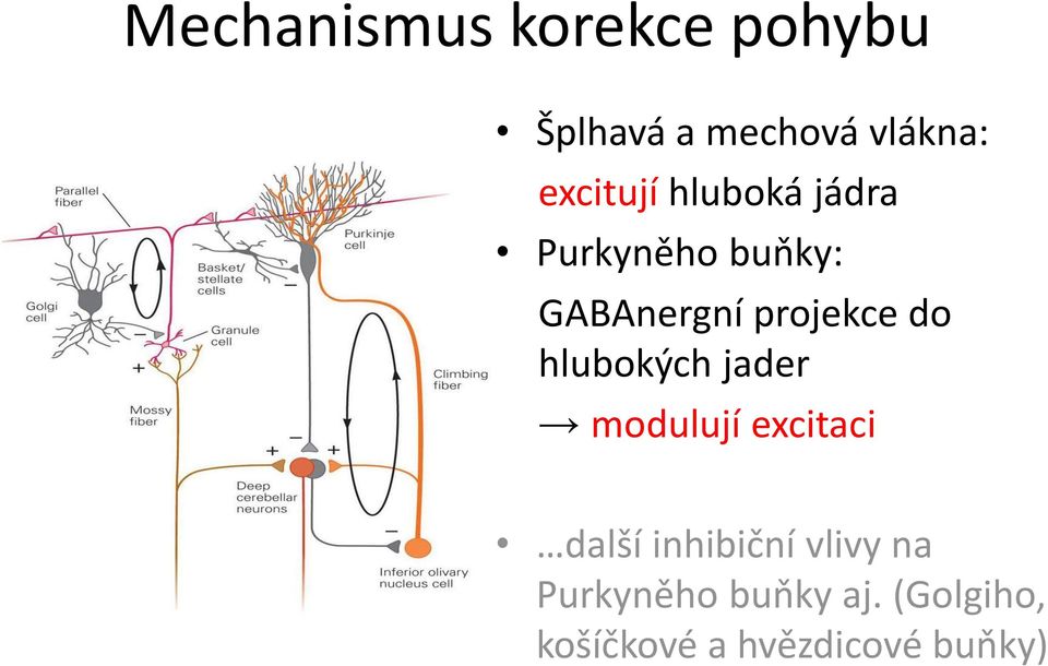 projekce do hlubokých jader modulují excitaci další