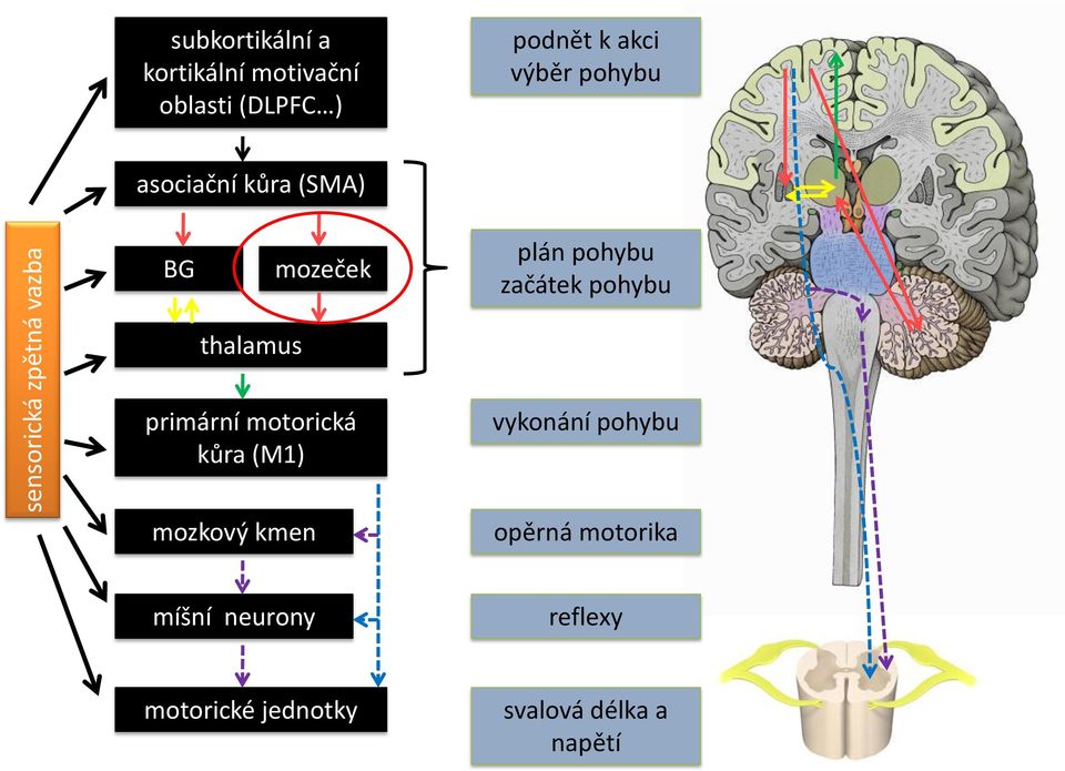 začátek pohybu thalamus primární motorická kůra (M1) vykonání pohybu mozkový