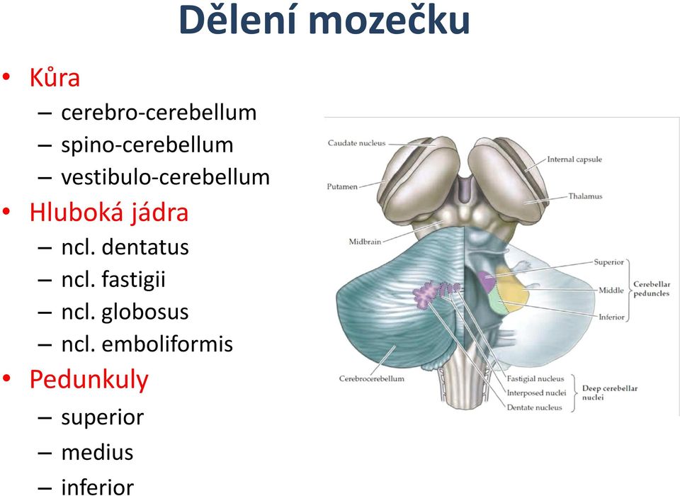 dentatus ncl. fastigii ncl. globosus ncl.