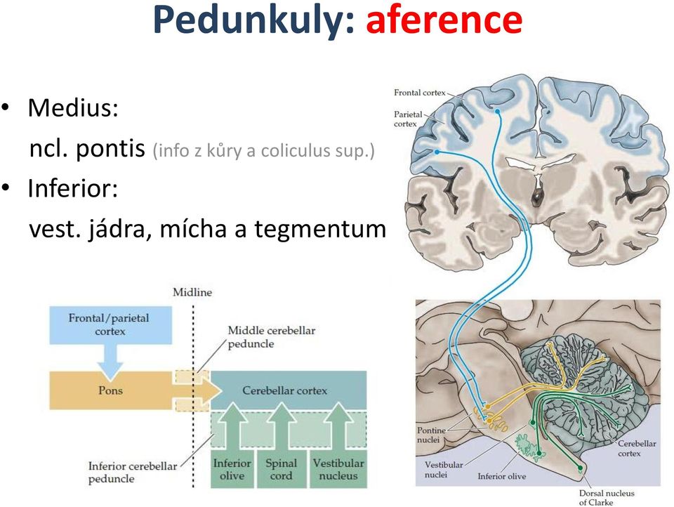 coliculus sup.