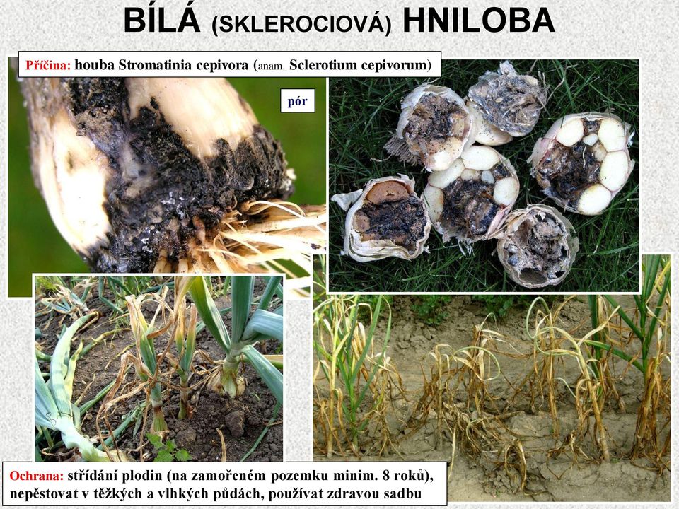 Sclerotium cepivorum) pór Ochrana: střídání plodin (na