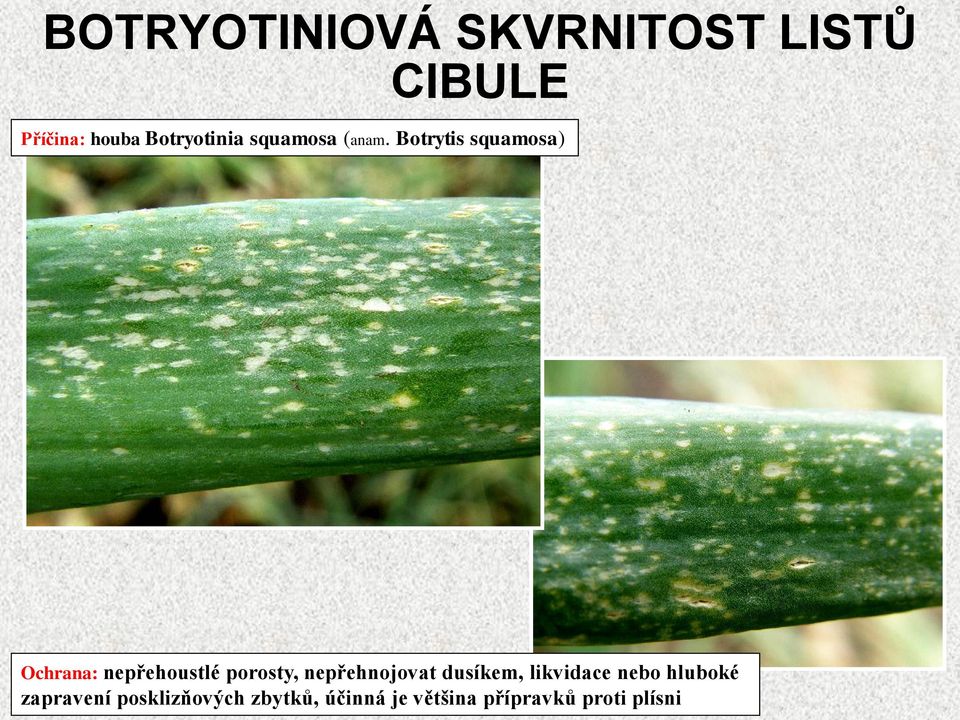 Botrytis squamosa) Ochrana: nepřehoustlé porosty,